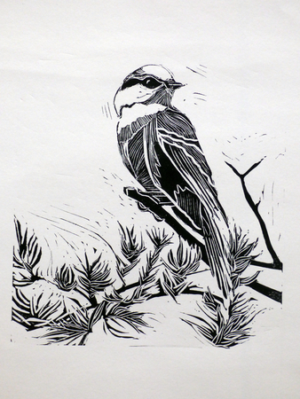 Canada Jay