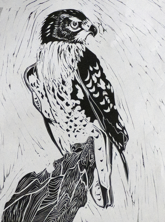 Red Tailed Hawk